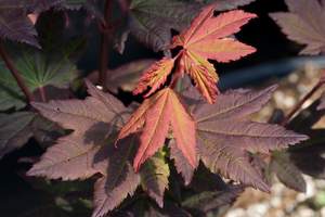 Garden World - The Portland Area's Best Garden Center